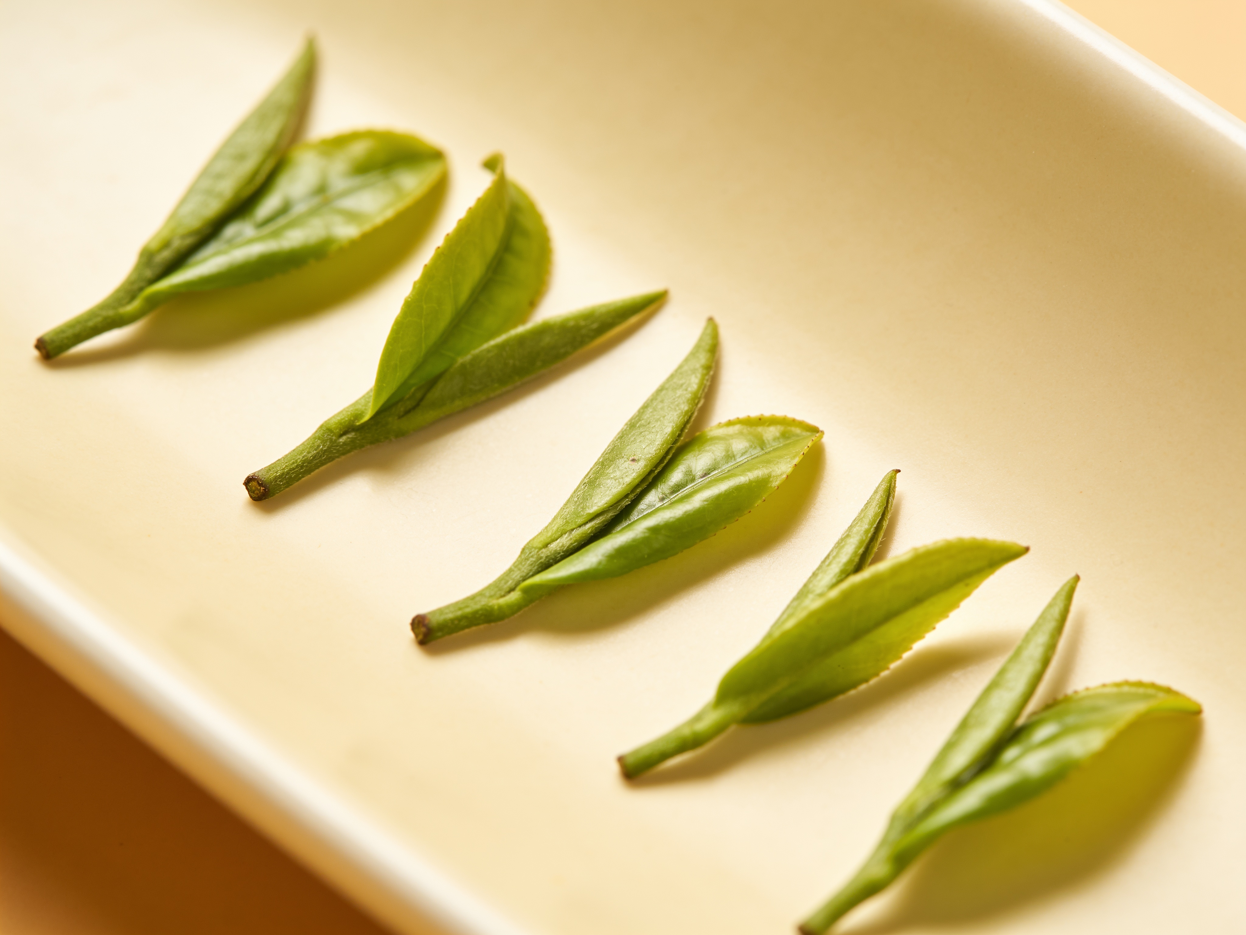 L-theanine, green tea